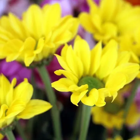 Un Mare Di Fiori *