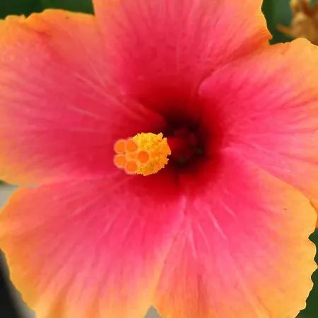 Un Mare Di Fiori ファームステイ ヴェンティミーリア