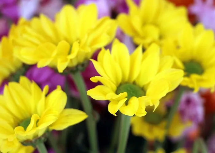 Un Mare Di Fiori *