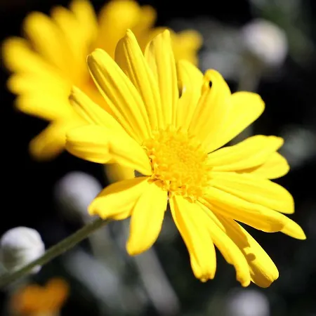 Lantgård Un Mare Di Fiori Ventimiglia