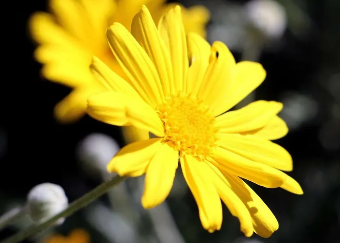 Vakantieboerderij Un Mare Di Fiori Ventimiglia